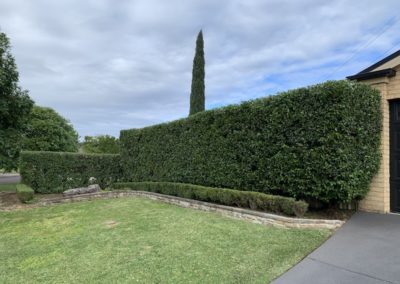 Hedging and Gardening Woongarrah